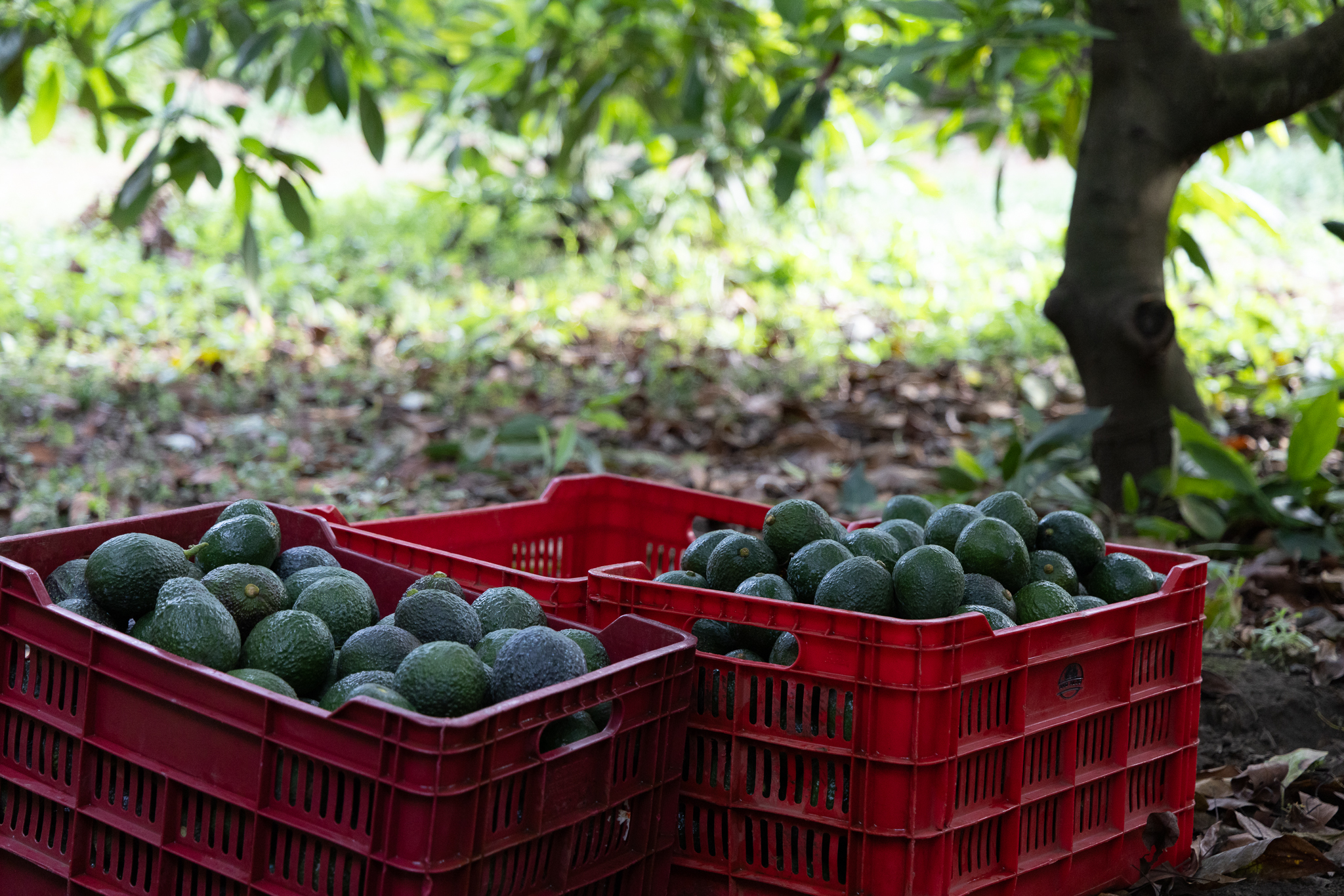 Campo de aguacates